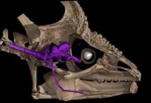 Уникальность зрительного нерва в рептилиях объясняет способность хамелеонов вращать глаза unikalnost zritelnogo nerva v reptiliyah obyasnyaet sposobnost hameleonov vrashhat glaza-uralnovosti-ru-0