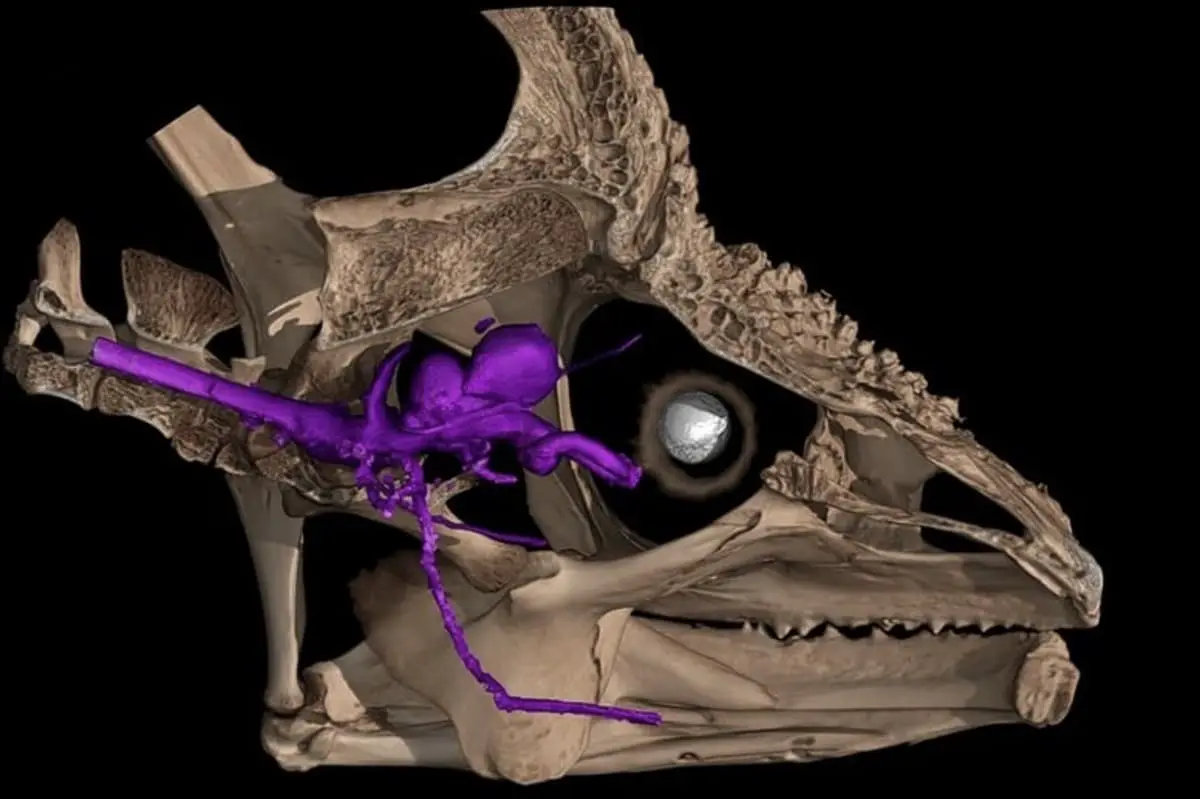 Уникальность зрительного нерва в рептилиях объясняет способность хамелеонов вращать глаза-0