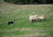 Яркая история совместных миграций по Евразии между собаками и людьми yarkaya istoriya sovmestnyh migraczij po evrazii mezhdu sobakami i lyudmi-uralnovosti-ru-0