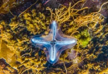 Экзотика и роскошь Мальдив с плюсами и минусами незабываемого отдыха ekzotika i roskosh maldiv s plyusami i minusami nezabyvaemogo otdyha-uralnovosti-ru-0