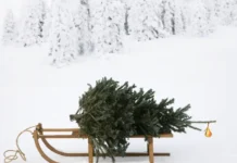 Илья Русяев объясняет, как лесничество содействует законной рубке ели ilya rusyaev obyasnyaet kak lesnichestvo sodejstvuet zakonnoj rubke eli-uralnovosti-ru-0