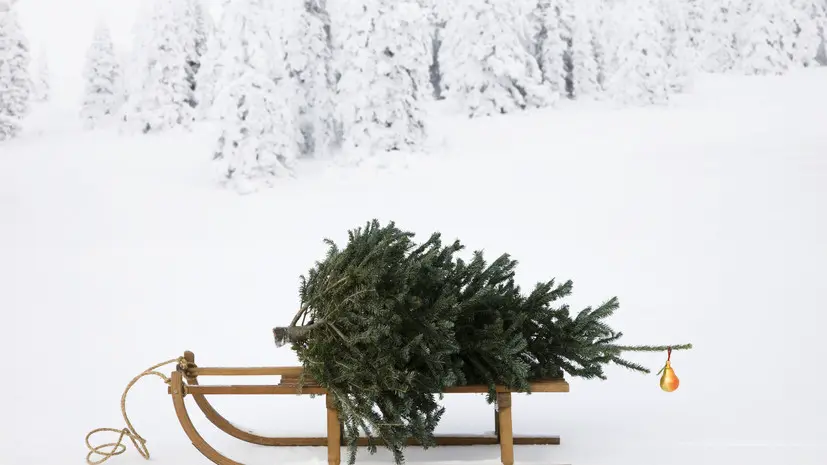 Юрист Русяев напомнил об ответственности за незаконно срубленную ель