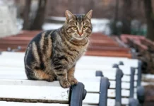 На следующей неделе снег укроет почти всю территорию России na sleduyushhej nedele sneg ukroet pochti vsyu territoriyu rossii-uralnovosti-ru-0