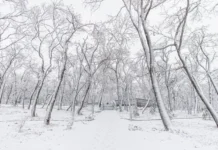 Прогноз снегопада во Владивостоке и ожидания зимы в Приморье prognoz snegopada vo vladivostoke i ozhidaniya zimy v primore-uralnovosti-ru-0