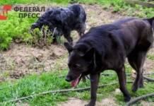 Прокуратура Тувы расследует инцидент с мальчиком и тувинской овчаркой в Кызыле prokuratura tuvy rassleduet inczident s malchikom i tuvinskoj ovcharkoj v kyzyle-uralnovosti-ru-0