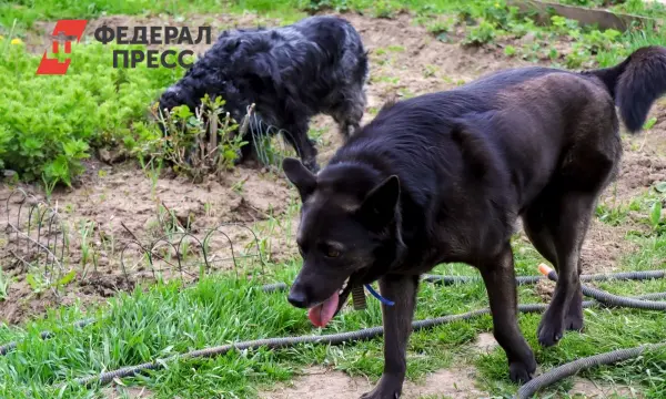 Прокуратура Тувы расследует инцидент с мальчиком и тувинской овчаркой в Кызыле-0