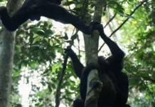 Умные самцы бонобо раскрыли секрет фертильности самок в Демократической Республике Конго umnye samczy bonobo raskryli sekret fertilnosti samok v demokraticheskoj respublike kongo-uralnovosti-ru-0