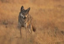 В Уттар-Прадеш лесные ведомства активизируют борьбу с волками-людоедами в Бахрайче v uttarpradesh lesnye vedomstva aktiviziruyut borbu s volkamilyudoedami v bahrajche-uralnovosti-ru-0