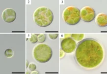 Bracteacoccus minor является богатым источником витаминов A и E yavlyaetsya bogatym istochnikom vitaminov i -uralnovosti-ru-0