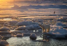 Белые медведи Шпицбергена набирают вес вопреки таянию морского льда belye medvedi shpiczbergena nabirayut ves vopreki tayaniyu morskogo lda-uralnovosti-ru-0