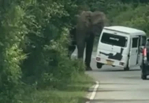 rossijskie turisty vstretili slona so slonyonkom na shrilanke-uralnovosti-ru-0