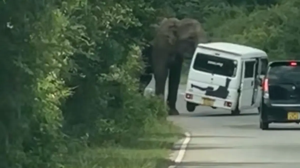 Дикий слон напал на автомобиль с российскими туристами на Шри-Ланке