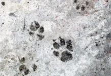 Сергей Арамилев и Центр Тигр: безопасность села Ракитное под контролем sergej aramilev i czentr tigr bezopasnost sela rakitnoe pod kontrolem-uralnovosti-ru-0