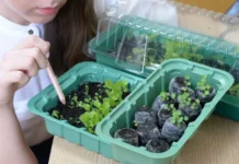 Советы дачникам как вырастить рассаду перца sovety dachnikam kak vyrastit rassadu percza-uralnovosti-ru-0