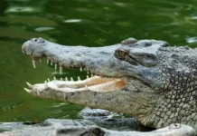 Уроки безопасности на Карибе: крокодилы Замбии и Индии uroki bezopasnosti na karibe krokodily zambii i indii-uralnovosti-ru-0