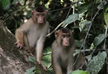 Винсент Саволайнен рассказал об эволюционной роли поведения приматов vinsent savolajnen rasskazal ob evolyuczionnoj roli povedeniya primatov-uralnovosti-ru-0