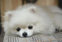 Владимир Голубев из Российской кинологической федерации объяснил, как защитить собаку от отравления изониазидом зимой vladimir golubev iz rossijskoj kinologicheskoj federaczii obyasnil kak zashhitit sobaku ot otravleniya izoniazidom zimoj-uralnovosti-ru-0