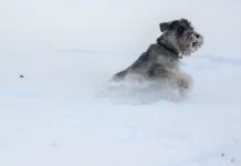 Владимир Неронов советует, как защитить семью с джек-расселом vladimir neronov sovetuet kak zashhitit semyu s dzhekrasselom-uralnovosti-ru-0