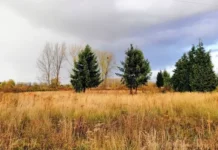 Наукоград Пущино изучает превращение пашен России в леса naukograd pushhino izuchaet prevrashhenie pashen rossii v lesa-uralnovosti-ru-0