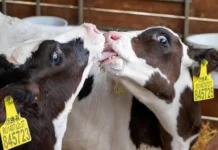 Омская область на карантине, Белогорск принимает меры omskaya oblast na karantine belogorsk prinimaet mery-uralnovosti-ru-0