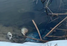 Прокуратура расследует загрязнение пруда на реке Вьюнка в Балашихе prokuratura rassleduet zagryaznenie pruda na reke vyunka v balashihe-uralnovosti-ru-0