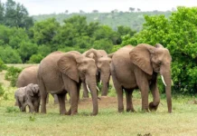 Семья из Джаркханда встретила слонов в дикой природе Индии semya iz dzharkhanda vstretila slonov v dikoj prirode indii-uralnovosti-ru-0