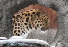 Сергей Арамилев рассказал о мониторинге леопарда в Приморье sergej aramilev rasskazal o monitoringe leoparda v primore-uralnovosti-ru-0