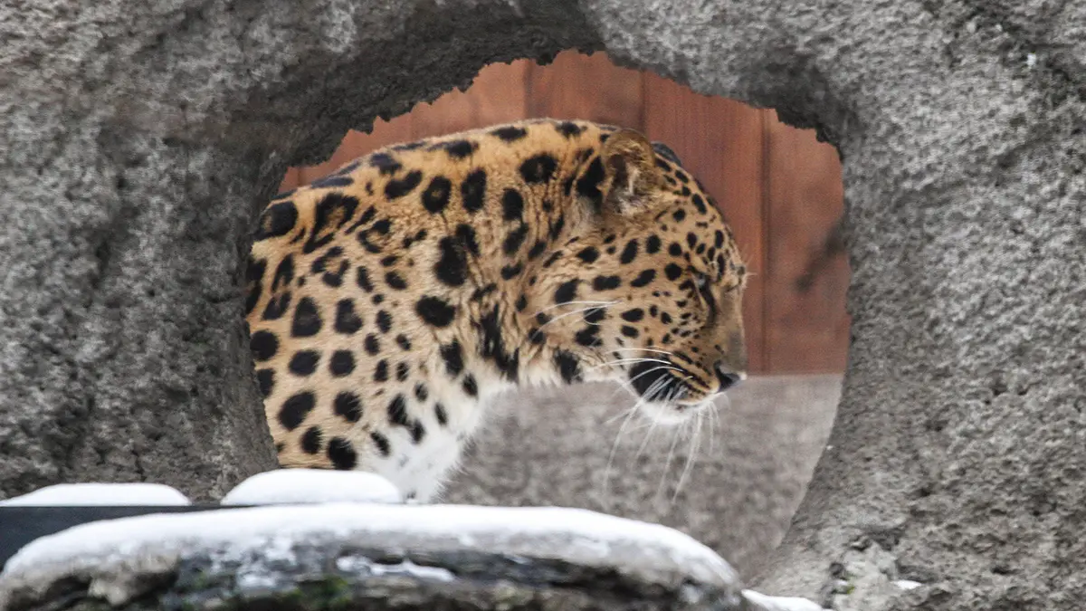 Леопард в Приморском крае растерзал кошку и напал на собаку