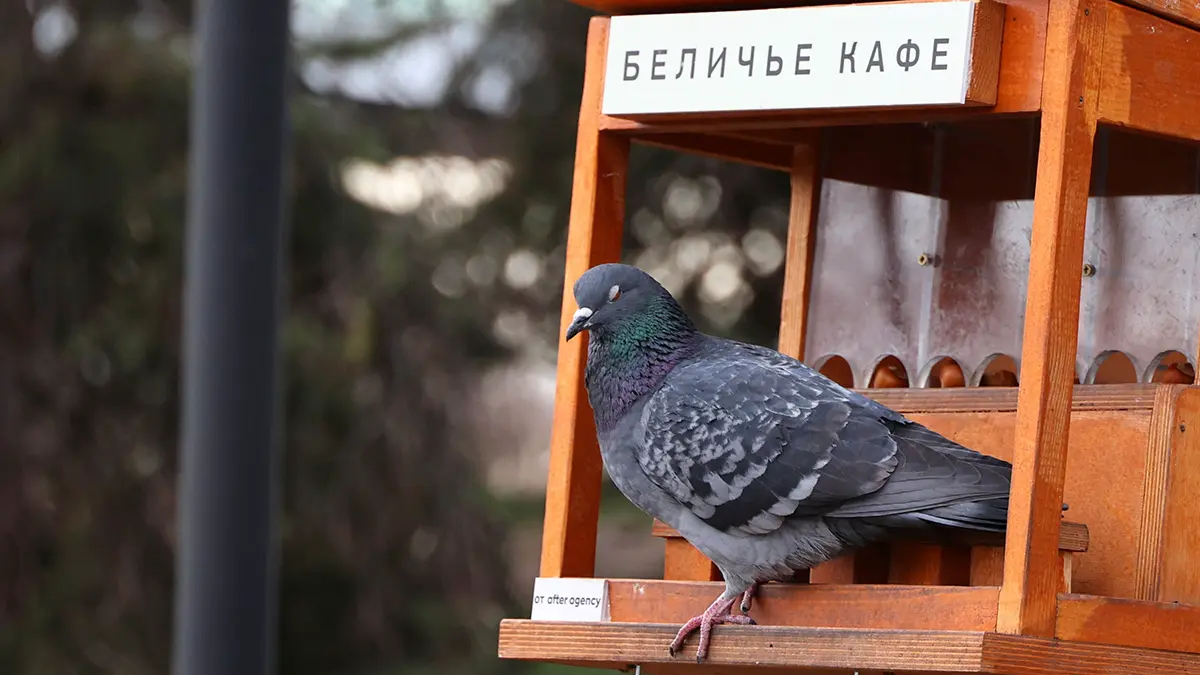 Погода в Москве на 9–15 марта