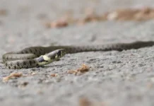 Когда обыкновенный уж, медянка и гадюка просыпаются в парках Москвы kogda obyknovennyj uzh medyanka i gadyuka prosypayutsya v parkah moskvy-uralnovosti-ru-0