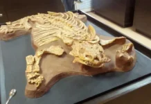 Леонид Кавардаков рассказал о парейазаврах и находках в Котельниче leonid kavardakov rasskazal o parejazavrah i nahodkah v kotelniche-uralnovosti-ru-0