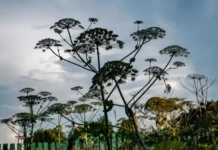 Россельхознадзор штрафует за борщевик на дачах – что важно знать rosselhoznadzor shtrafuet za borshhevik na dachah chto vazhno znat-uralnovosti-ru-0