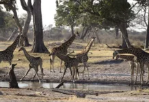 Зимбабве и Мозамбик хотят безвизовый режим с Россией zimbabve i mozambik hotyat bezvizovyj rezhim s rossiej-uralnovosti-ru-0