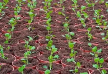 kak vere petruk i agrofirme partner uspeshno vysadit rassadu-uralnovosti-ru-0