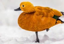 mosfoto i moskovskij zoopark raduyut podborkoj fotopticz ko dnyu pticz-uralnovosti-ru-0