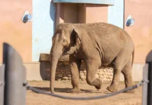 moskovskij zoopark rasskazal zachem slonam nuzhen pesok-uralnovosti-ru-0