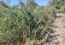 Новые нормы закона для борьбы с инвазивными растениями на Приморье novye normy zakona dlya borby s invazivnymi rasteniyami na primore-uralnovosti-ru-0