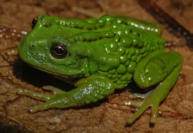 Gastrotheca mittaliiti: открытие новой амфибии и его видообразование otkrytie novoj amfibii i ego vidoobrazovanie-uralnovosti-ru-0
