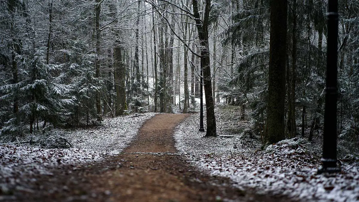 Синоптик Тишковец: Заморозки ожидаются в Центральной России на следующей неделе