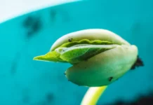 Сколтех и будущее предсказуемого земледелия с Рупертом Герцером skolteh i budushhee predskazuemogo zemledeliya s rupertom gerczerom-uralnovosti-ru-0