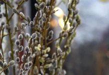 Татьяна Весенняя рассказала, как хранить вербу и печь куличи к Пасхе tatyana vesennyaya rasskazala kak hranit verbu i pech kulichi k pashe-uralnovosti-ru-0