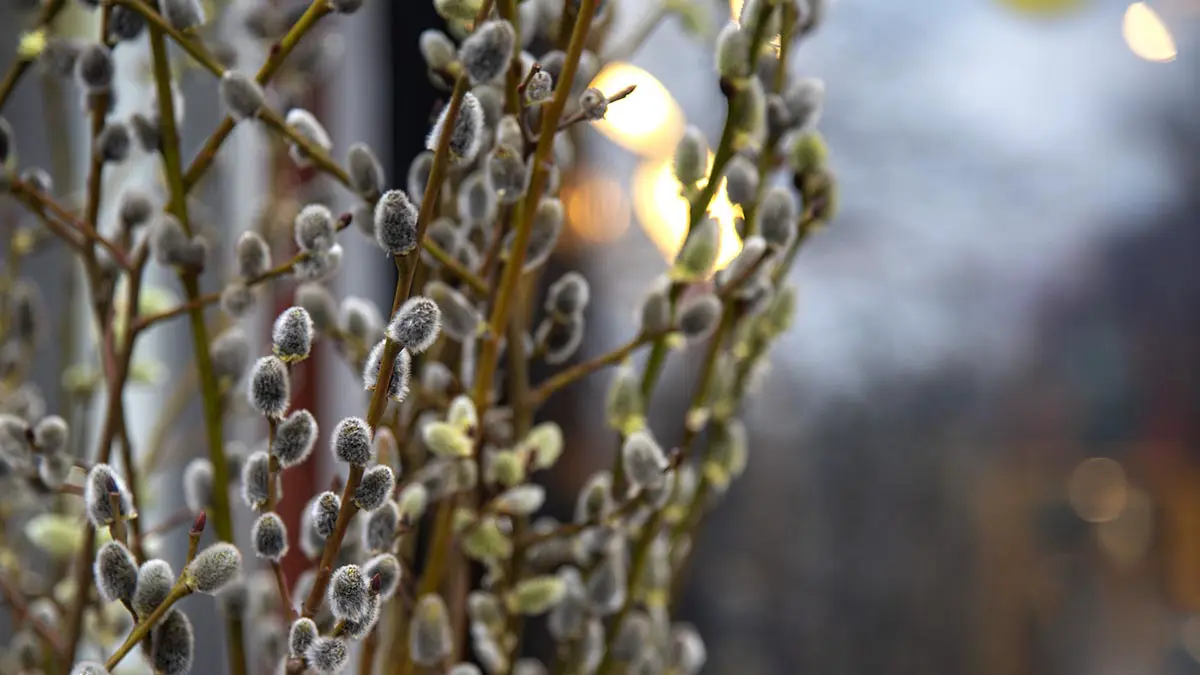 Как сохранить ветки вербы на долгое время