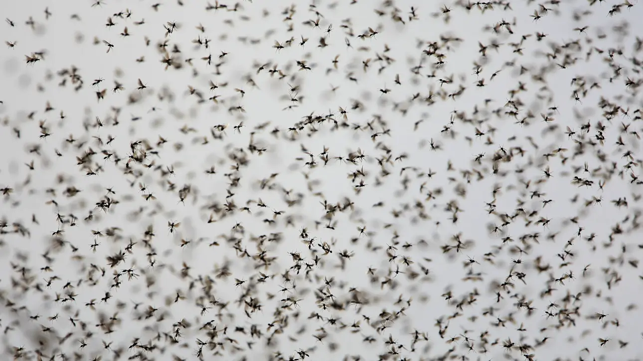 Google выпустит 32 миллиона биообработанных комаров для борьбы с вирусами