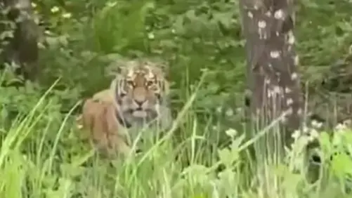 Скриншот видео Телеграм-канал &quotНовости Приморья | Владивостока&quot (18+)