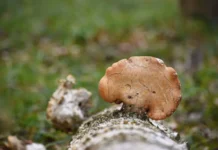 Lentinus squarrosulus поможет Нигерии превратить сельхозотходы в пищу pomozhet nigerii prevratit selhozothody v pishhu-uralnovosti-ru-0