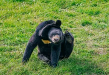 Прокуратура Приморья проверит условия содержания медведя и косуленка prokuratura primorya proverit usloviya soderzhaniya medvedya i kosulenka-uralnovosti-ru-0