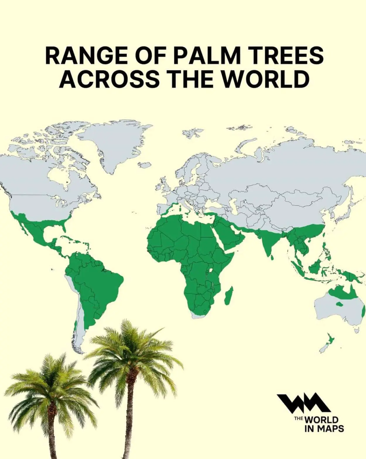 Arecaceae — удивительные пальмовые растения Тропиков и Средиземноморья-0