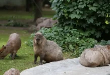 v moskovskom zooparke obyasnili mirolyubivyj harakter kapibar-uralnovosti-ru-0