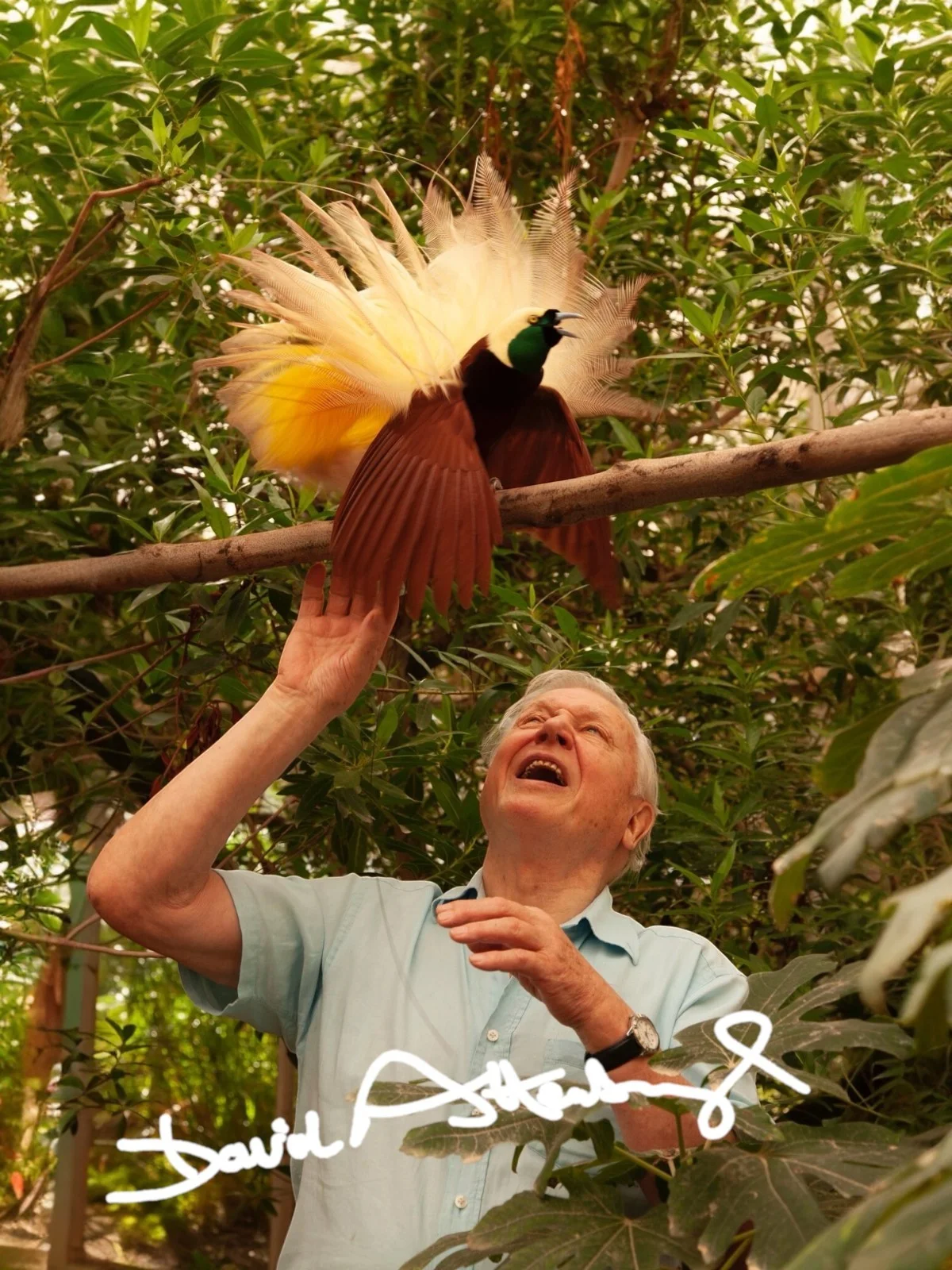 David Attenborough Signed Autograph PHOTO Pre Print 6x4/A4/ Framed / Historian, image 2