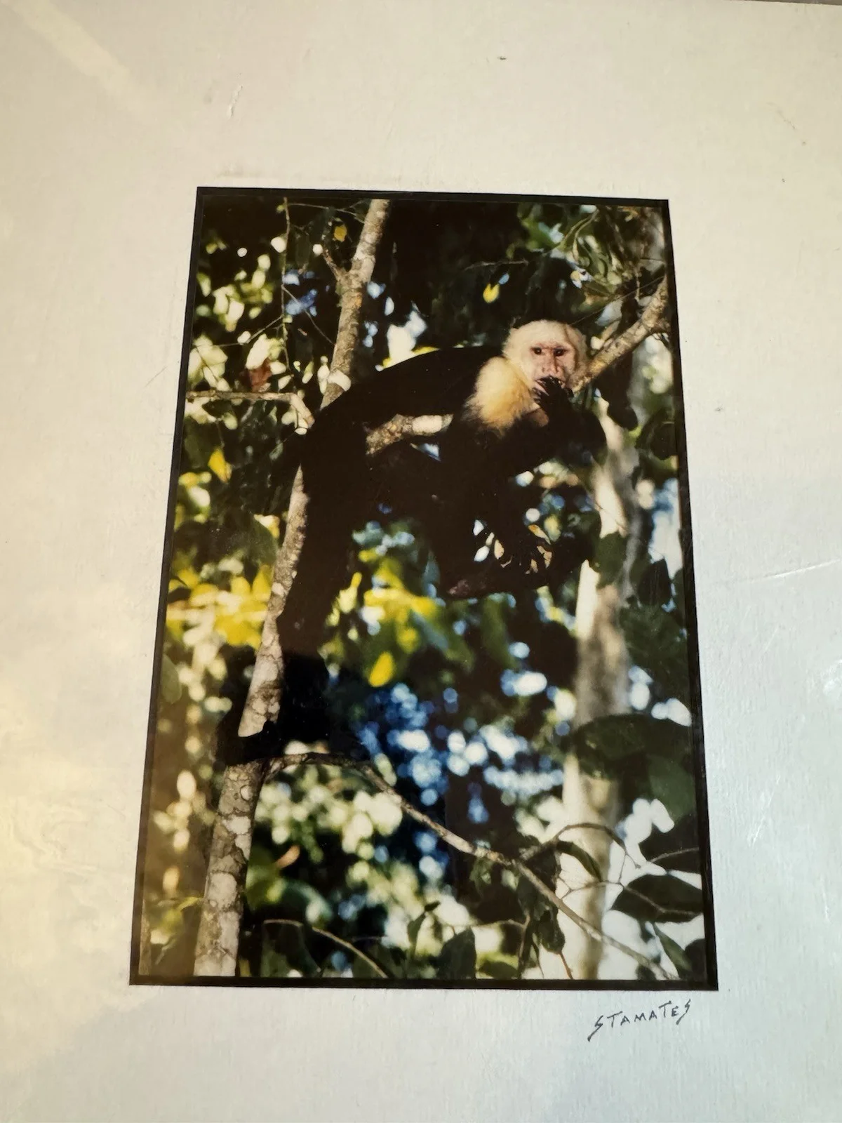 Jim Stamates — RARE Signed Jim Stamates Wildlife Photo "White Faced Monkey" - MINT & SEALED, изображение 2